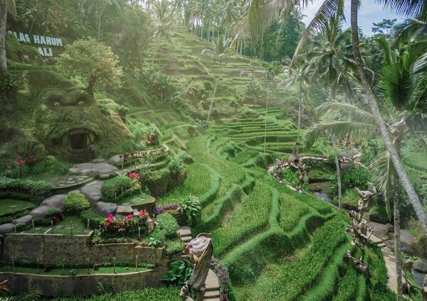 Alas Harum Bali: Ayunan Tebing & Foto Ikonik di Tegallalang Ubud