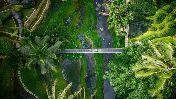 Alas Harum Bali: Ayunan Tebing & Foto Ikonik di Tegallalang Ubud