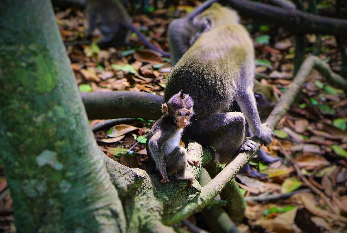 Alas Kedaton, Tabanan: Monkey Forest With a Flying Fox Colony