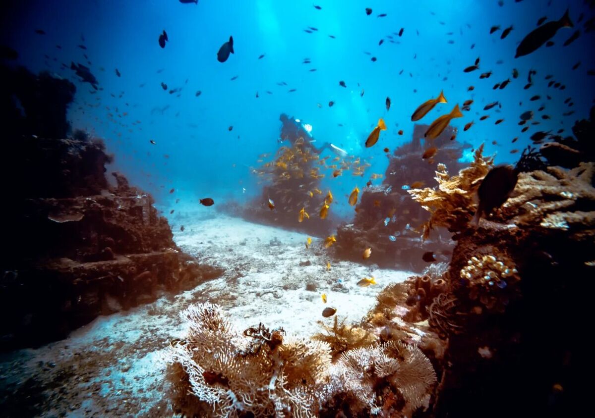 Amed Pyramids: Snorkeling for Turtles on Congkang Reef, Amed