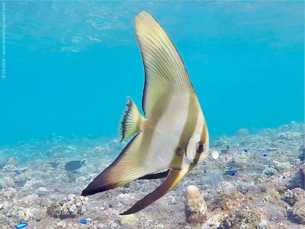 Amed Pyramids: Snorkeling Cari Penyu di Karang Congkang Amed