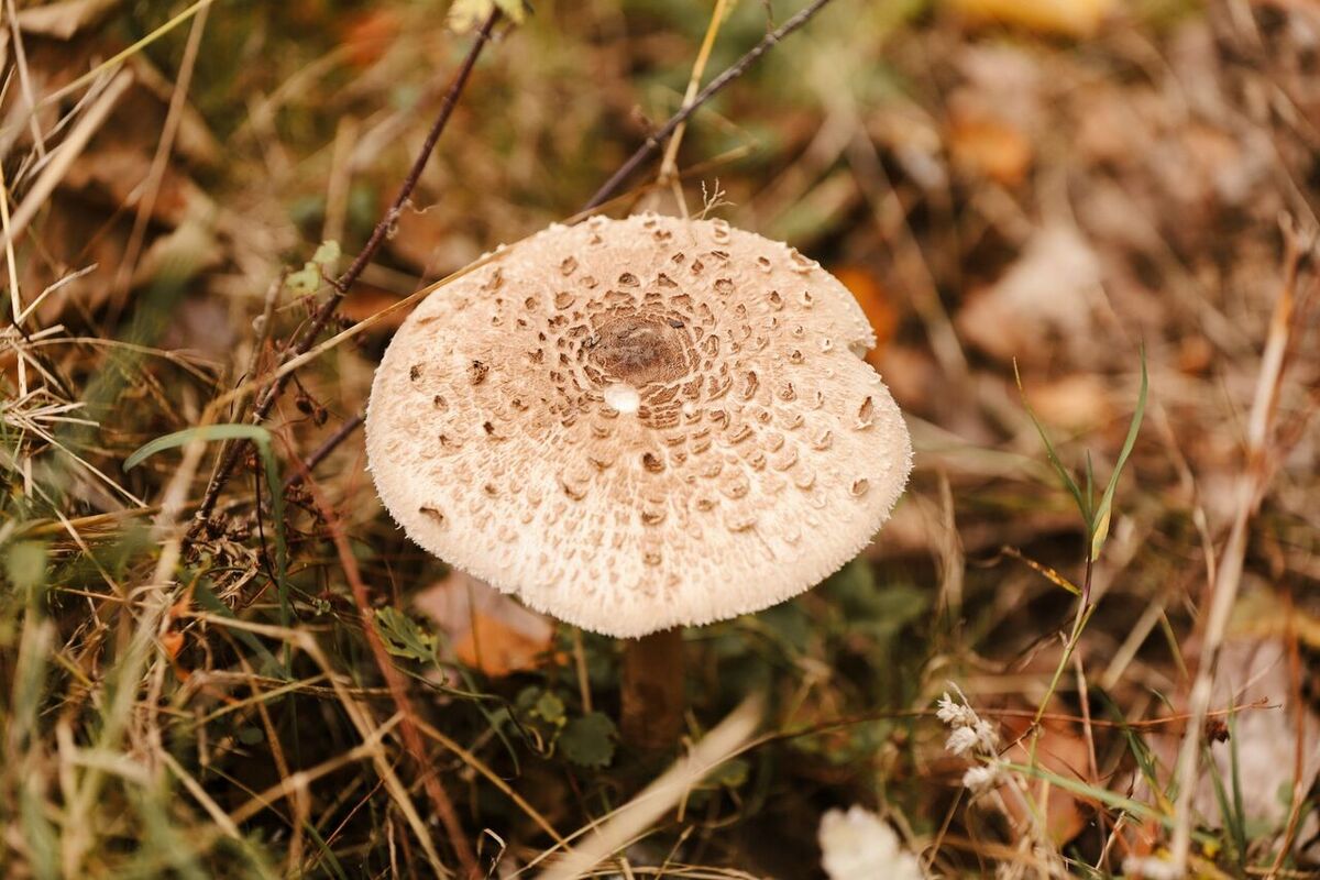 I funghi allucinogeni sono legali a Bali?