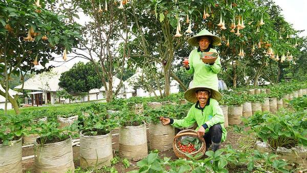 Bagus Agro Pelaga, Badung: Kebun Sejuk 900 Mdpl yang Terlewat dari Radar