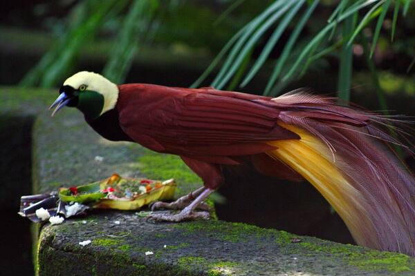 Bali Bird Park: Menyusuri 250 Spesies Burung Eksotis di Singapadu, Gianyar