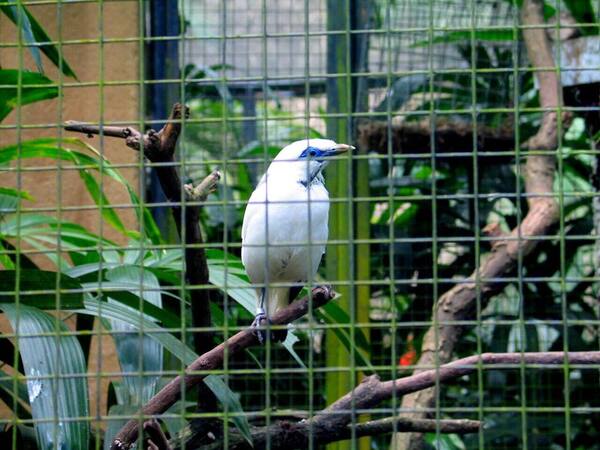 Bali Bird Park: Menyusuri 250 Spesies Burung Eksotis di Singapadu, Gianyar