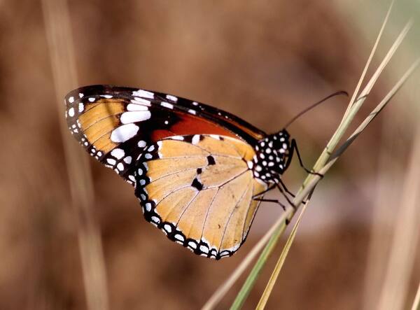 Bali Butterfly Park Tabanan: Berjalan di Tengah Kepakan Kupu-Kupu Tropis