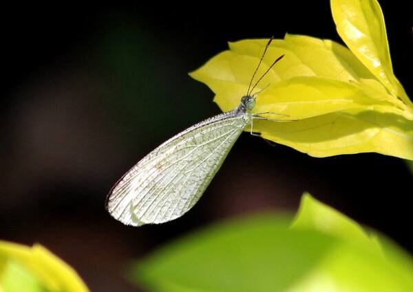 Bali Butterfly Park Tabanan: Berjalan di Tengah Kepakan Kupu-Kupu Tropis