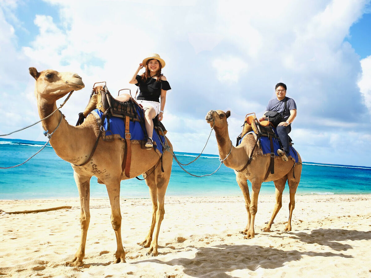Bali Camel Safari Nusa Dua – Riding Camels by the Indian Ocean