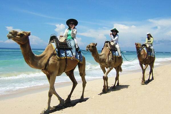 Bali Camel Safari Nusa Dua – Naik Unta di Tepi Samudra