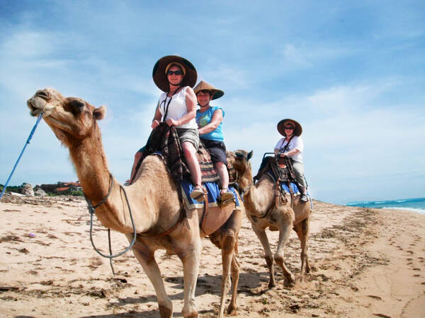 Bali Camel Safari Nusa Dua – Naik Unta di Tepi Samudra