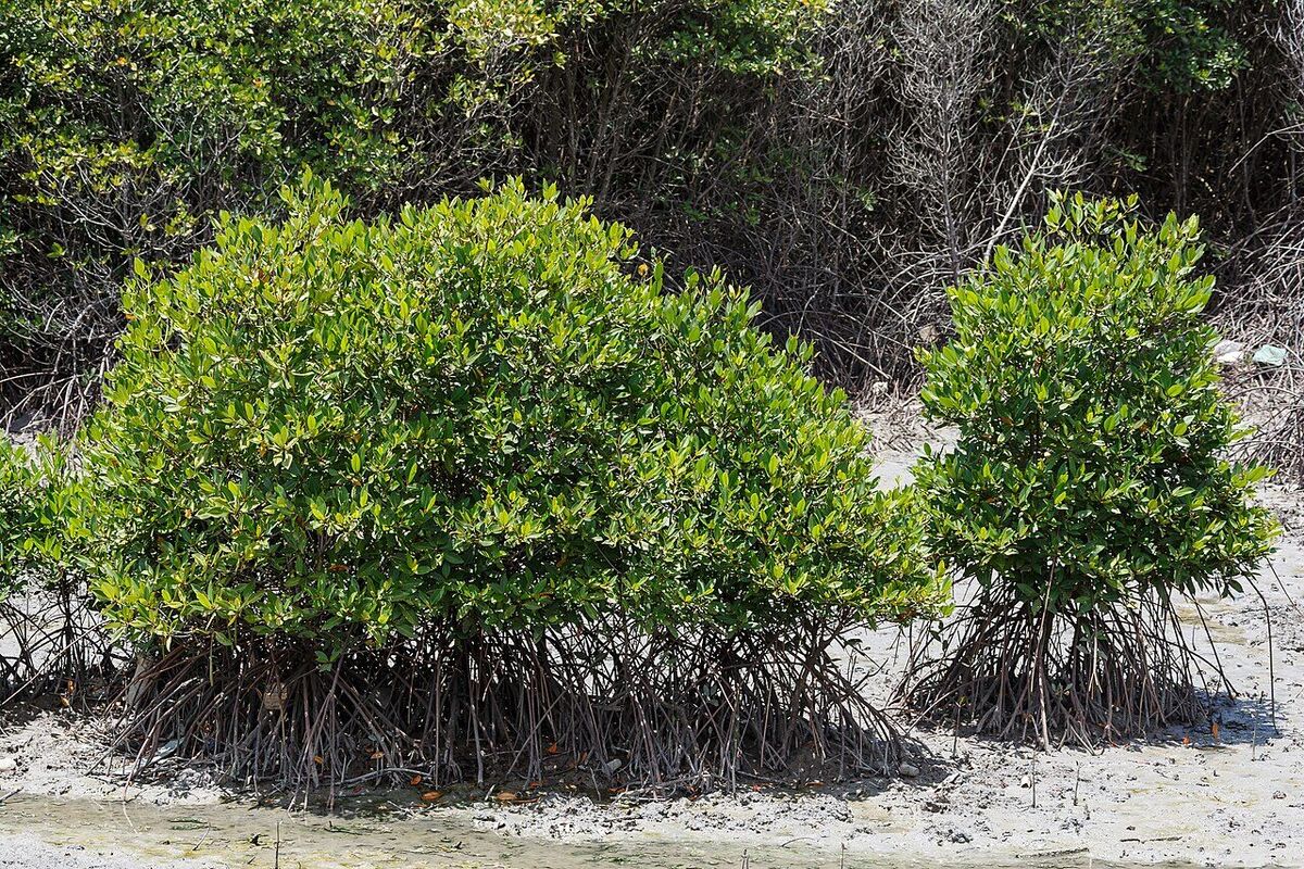 Bali Mangrove Forest: The Boardwalk Trail at Tahura Ngurah Rai, South Denpasar