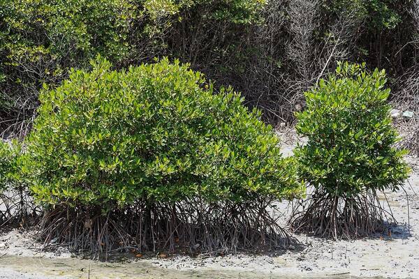 Bali Mangrove Forest: The Boardwalk Trail at Tahura Ngurah Rai, South Denpasar