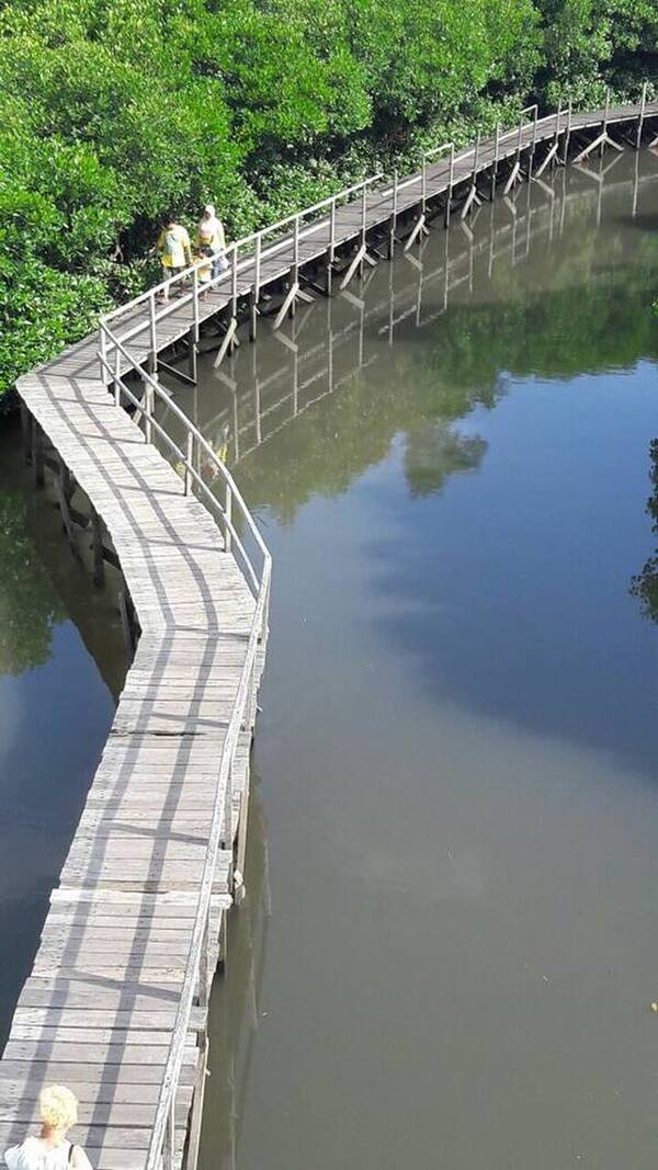 Bali Mangrove Forest: Jalur Papan Kayu di Tahura Ngurah Rai, Denpasar Selatan