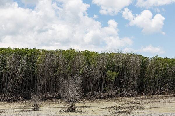 Bali Mangrove Forest: Jalur Papan Kayu di Tahura Ngurah Rai, Denpasar Selatan