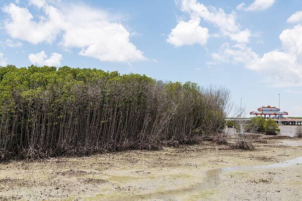 Bali Mangrove Forest: Jalur Papan Kayu di Tahura Ngurah Rai, Denpasar Selatan