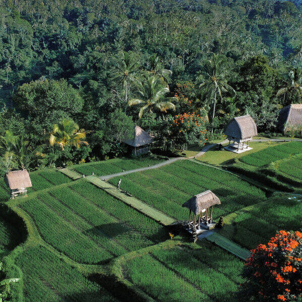 Bali Pulina Agro Tourism di Tegallalang: Cicip Kopi Luwak dengan Panorama Sawah