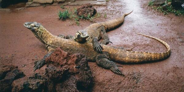 Bali Reptile Park Singapadu: Komodo, Piton 6 Meter, dan Tur Berpemandu di Gianyar