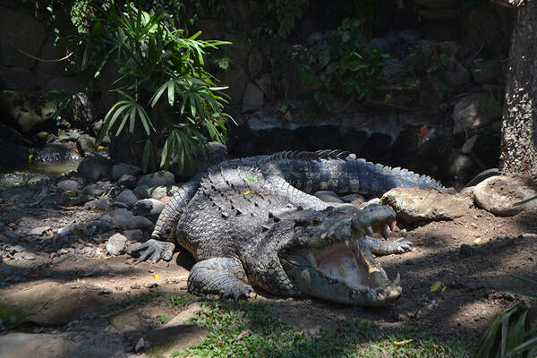 Bali Reptile Park Singapadu: Komodo, Piton 6 Meter, dan Tur Berpemandu di Gianyar