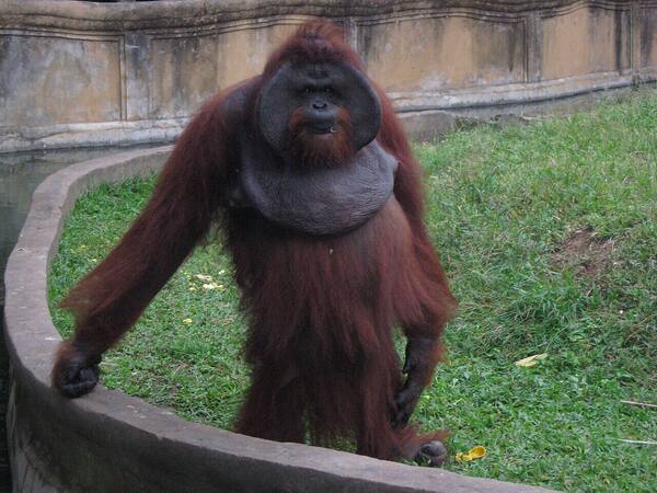 Bali Zoo di Gianyar: Sarapan Bareng Orangutan hingga Elephant Mud Fun