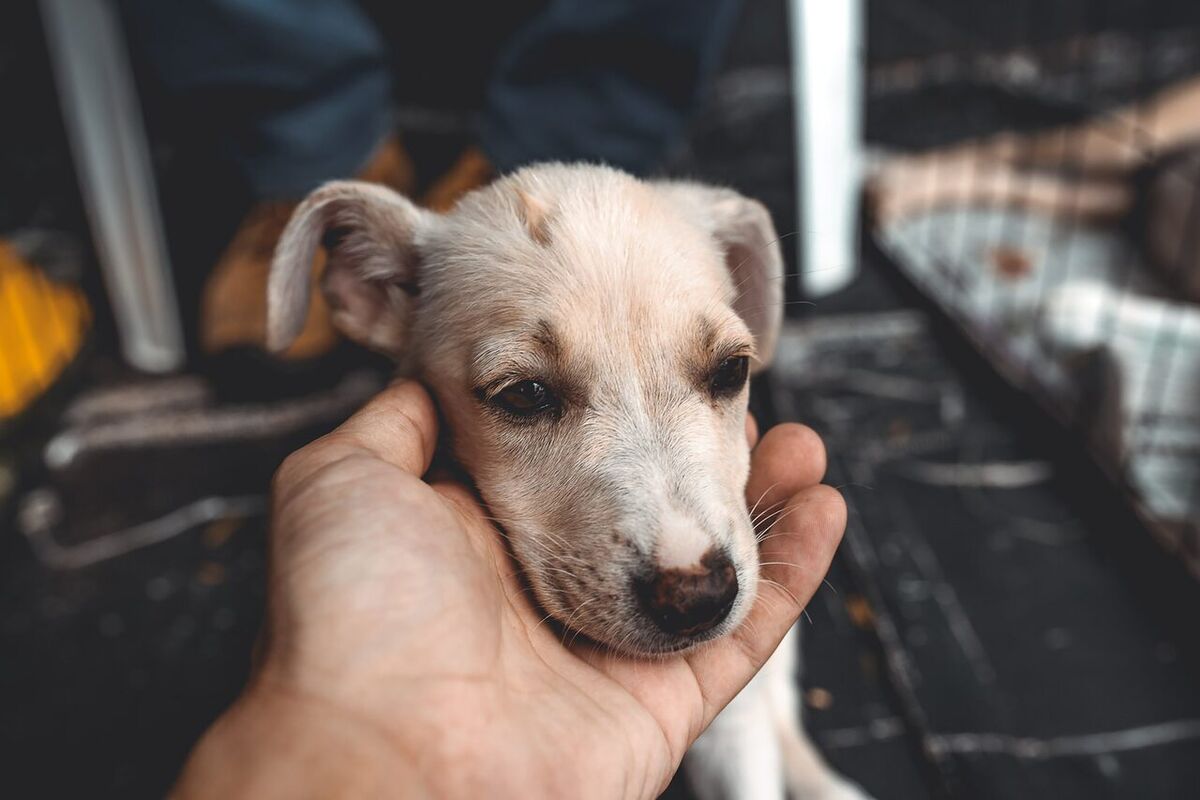 Pode levar um cão adotado em Bali para o exterior?