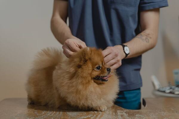 Bisakah Membawa Anjing Adopsi dari Bali ke Luar Negeri?