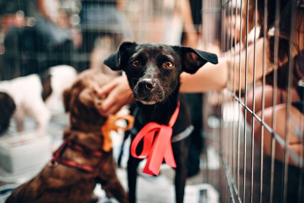 Bisakah Membawa Anjing Adopsi dari Bali ke Luar Negeri?