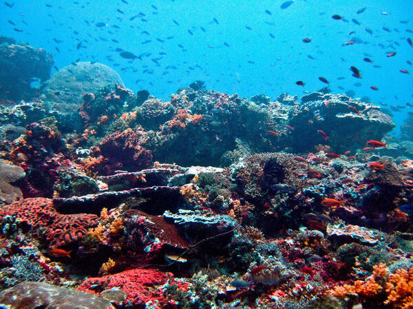 Blue Corner Nusa Lembongan: Sebelum Menyelam Mencari Mola-Mola