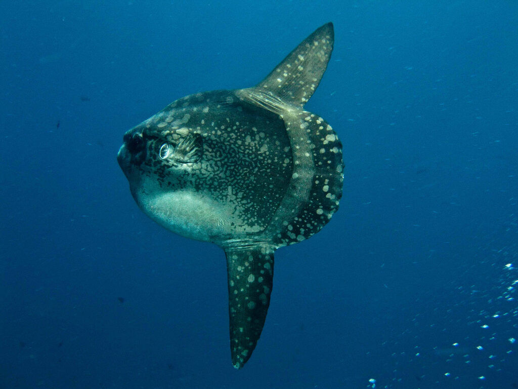 Blue Corner, Nusa Lembongan: Before You Dive for Mola Mola