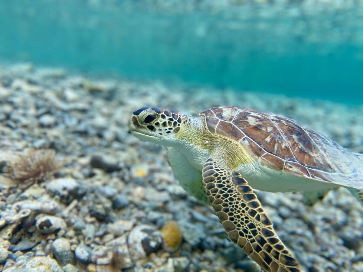 Can You Eat or Buy Turtle Products in Bali?