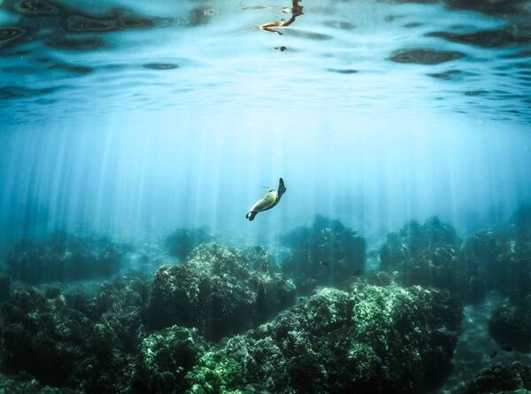 Bolehkah Membawa Pulang Karang, Kerang, atau Pasir dari Bali?