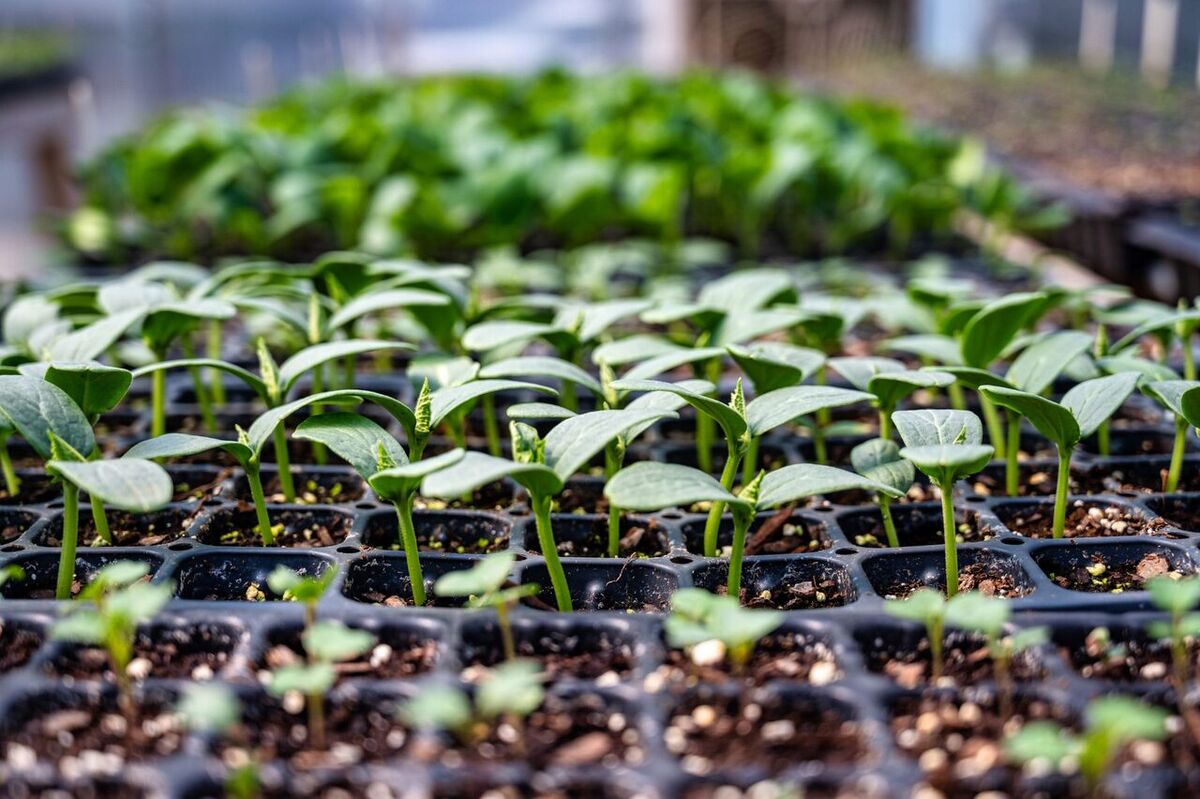 ¿Puedes llevarte plantas o semillas de Bali?