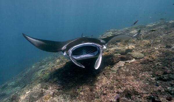 Bolehkah Spearfishing atau Memancing di Perairan Bali?