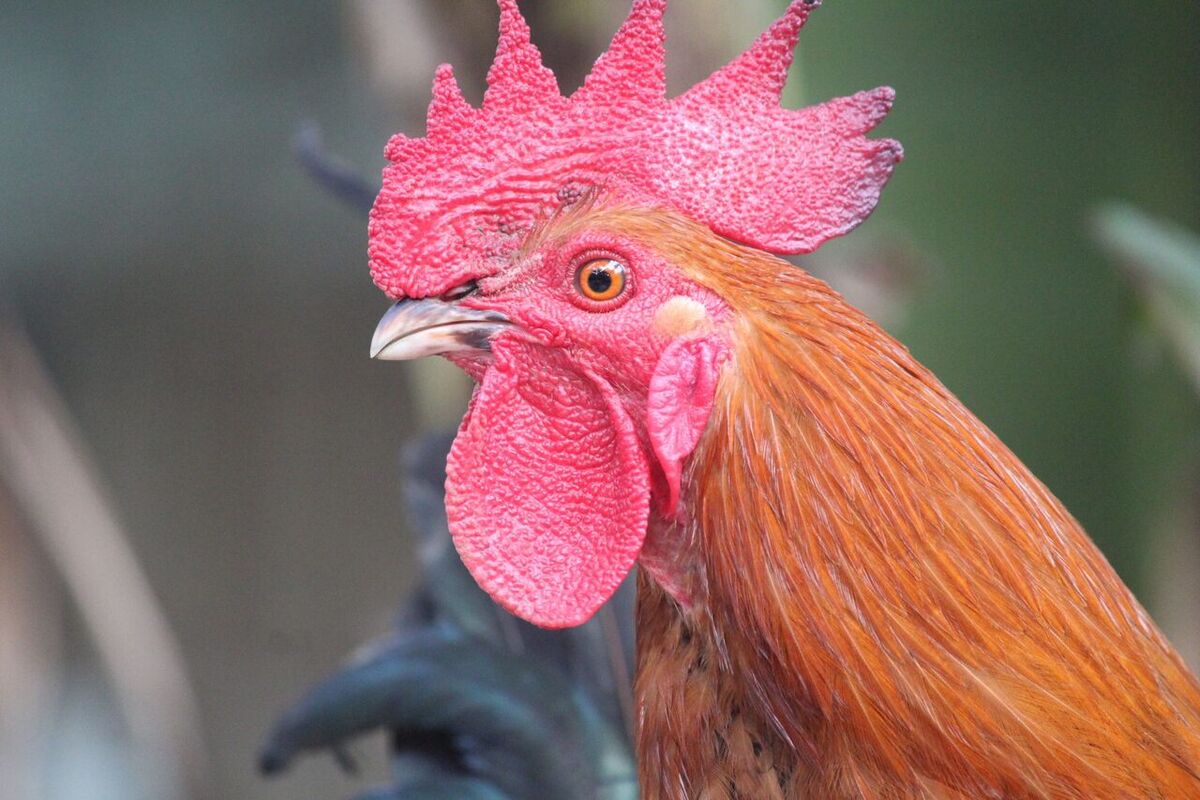 Can Tourists Watch a Cockfight (Tajen) in Bali?