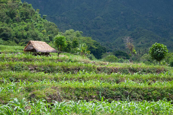 Bukit Belong Sidemen: Bukit Panorama Sawah Terasering & Gunung Agung