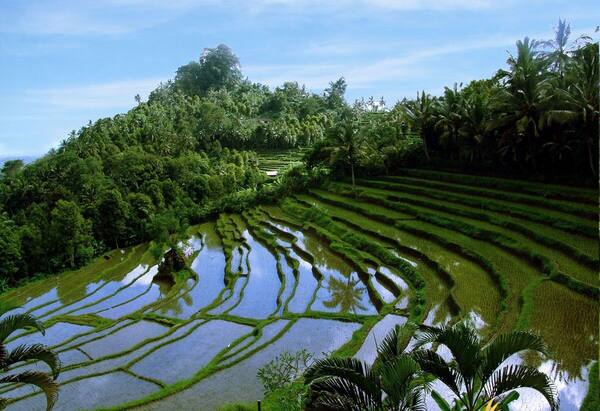 Bukit Jambul, Karangasem: Rice Terrace, Valley, and Sea Panorama on the Rendang Road