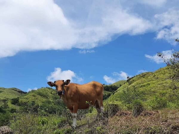 Bukit Teletubbies Nusa Penida: Padang Bukit Hijau di Ujung Tenggara Pulau