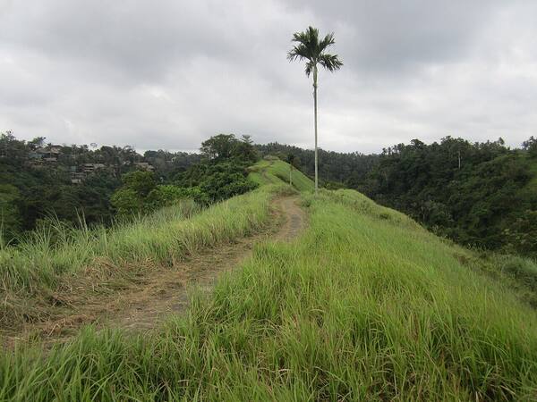 Campuhan Ridge Walk Ubud: Trekking Punggung Bukit Rumput Gratis