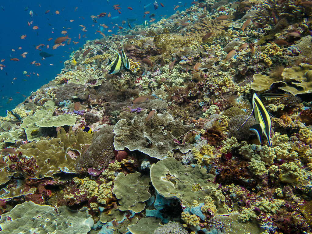 Ceningan Wall: How Hard Is the Dive Off Nusa Ceningan?