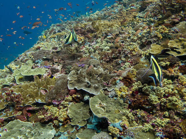 Ceningan Wall: How Hard Is the Dive Off Nusa Ceningan?