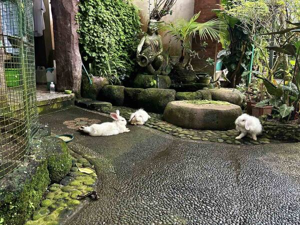 Compound Warung Ubud: Warung Keluarga Tersembunyi 30 Meter di Gang Gootama