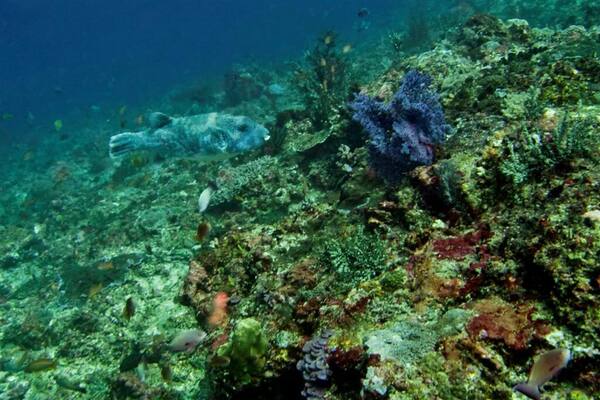 Crystal Bay Nusa Penida: Teluk Pasir Putih Surga Snorkeling