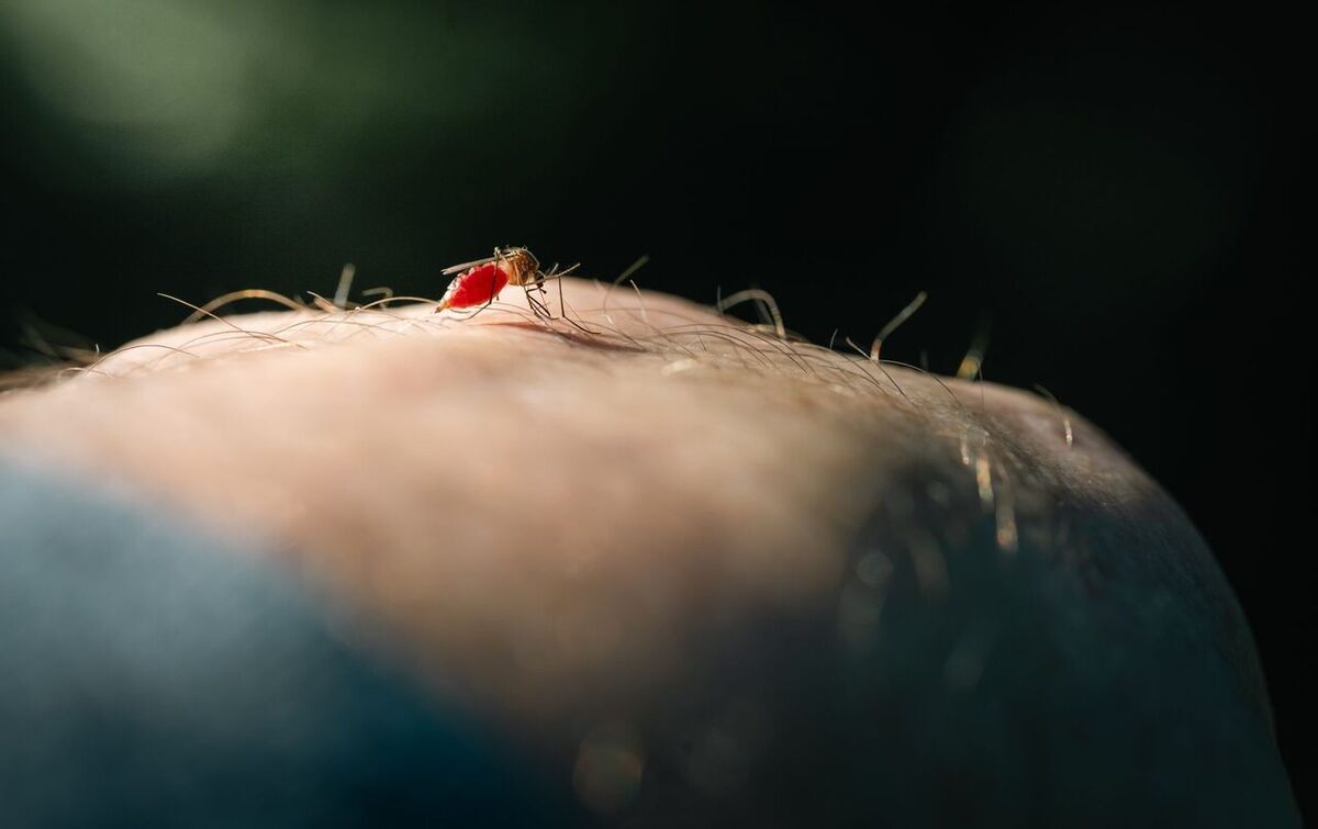 Dengue-Fieber auf Bali: Impfung vor der Reise nötig?
