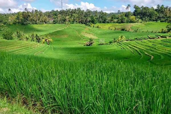 Desa Belimbing