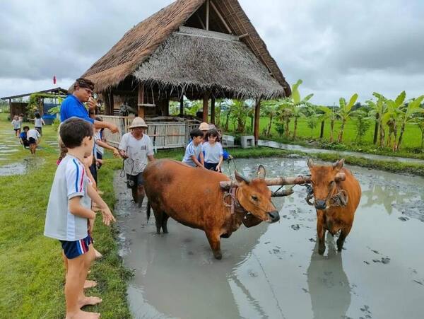 Desa Budaya Kertalangu: Sawah, Jogging Track, dan Gong Perdamaian di Denpasar