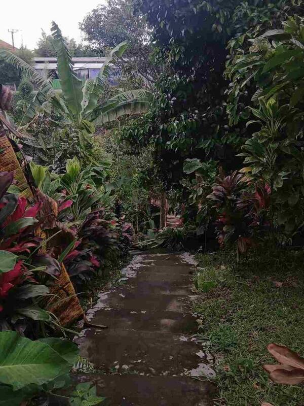 Desa Cokelat CAU di Marga Tabanan: Tur Kebun Kakao, Layak?