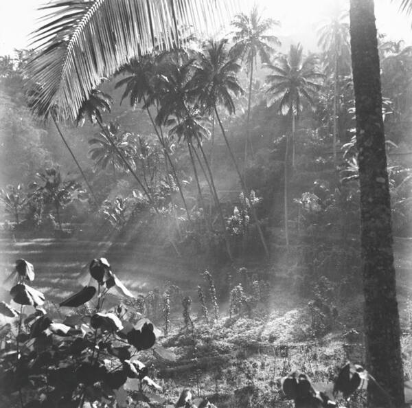 Desa Iseh, Sidemen: Lembah Sawah yang Dilukis Walter Spies dan Theo Meier di Kaki Gunung Agung