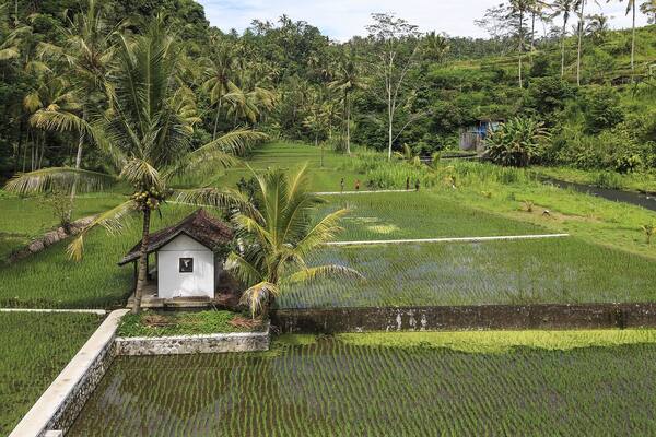Desa Muncan, Karangasem: Sawah Bertingkat, Telabah Lantang & Melukat di Kaki Gunung Agung