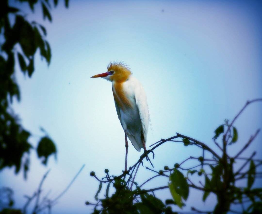 Petulu Village, Ubud: Watching Thousands of Herons Come Home at Dusk