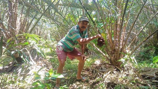 Sibetan Village, Karangasem: Snake Fruit Groves on Mount Agung’s Slopes