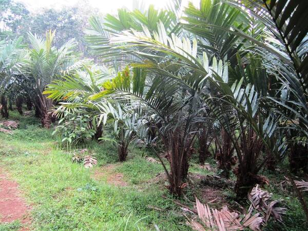 Desa Sibetan, Karangasem: Kebun Salak di Lereng Gunung Agung